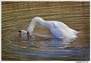 Mute-Swan-mating-3